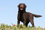 LABRADOR 561